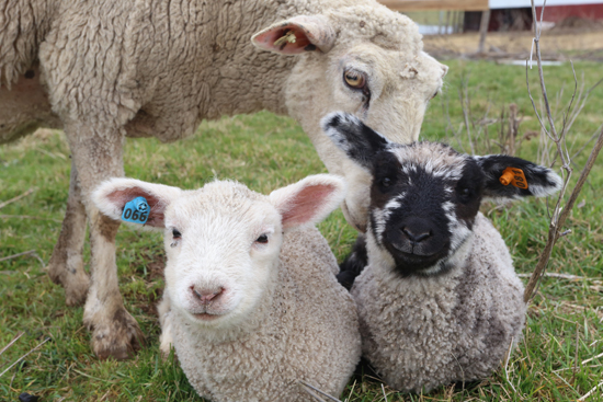 Two Coopworth lambs and a sheep rest in the pasture at Owens Farm at 2611 Mile Post Road between Sunbury and Danville on Thursday March 30, 2017. KAREN VIBERT-KENNEDY/Sun-Gazette